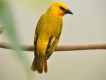 1304091411 - 000 - ghana wildlife bird 2